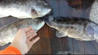 Blackfish/My Dad's 10lb Tog