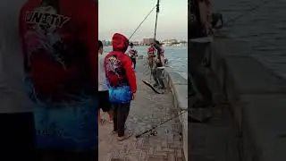 Best fishing Spot in Dubai #shorts #short #shortvideo #fishing