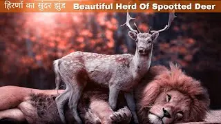 Beautiful Herd Of Spootted Deer // हिरणों का सुंदर झुंड  4K_Video #deerhunting #deercherup #deer