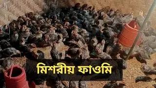 মিশরীয় ফাওমি মুরগী আমাদের নতুন সংযোজন