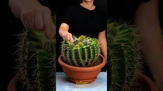 WOW! These Plants Are On Another Level! 🌱✨ #fyp #trending