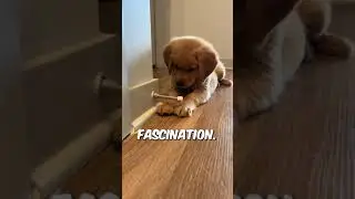 Golden Pup has endless fun with door stopper