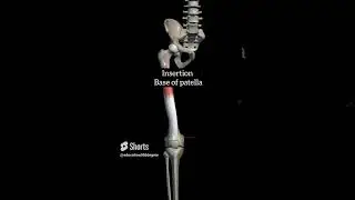 Vastus intermedus muscle with origin insertion #anatomy #1styearmbbslectures #completeanatomy #thigh