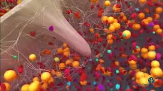 listeria actin motility