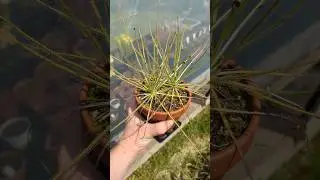 Drosophyllum, dewy pine