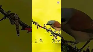 समझदार चिड़िया ☺️ #shorts #viral #birds #wildlife #education #trending #facts