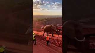 The Friendship Between Humans and Elephants Part107#GiantElephants #Elephants #GentleGiants #Short