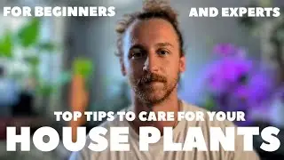 Top 4 House plant Care Tips 🌿 | Watering, Misting, Sunlight & Soil Guide for Healthy Plants