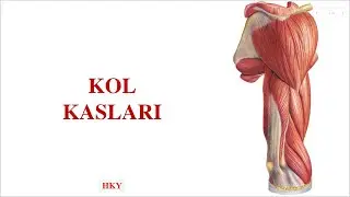 8- Kol Kasları