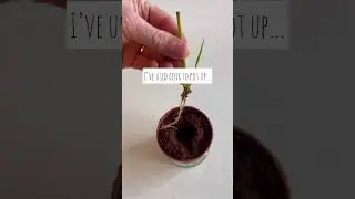 How To Propagate Umbrella Palm Fast! &bull; #UmbrellaPalm&bull; #PlantPropagation&bull; #Houseplants #sprigtolife