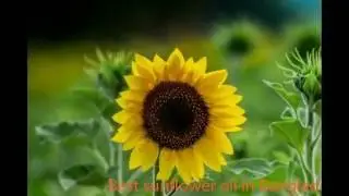 Best Sunflower Oil in Bangladesh | Sunflower oil price 5 litres