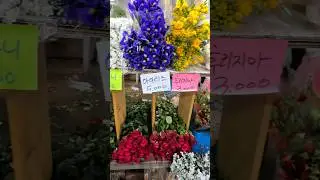 Cheap Flower Market in Korea🌺