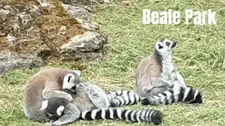 Visiting Beale Park, Reading for wildlife and adventure play