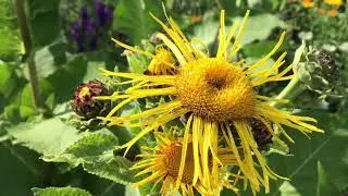 Alant                                          Inula helenium L