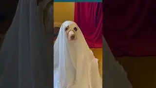 It&rsquo;s spooky season 👻🖤👻 #mydog #norman #ghost #brittneyspaniel #halloween