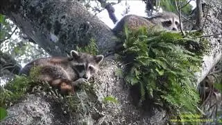 Raccons sleeping on the top tree (Procyon lotor) USA by Antonio Silveira.