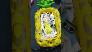 Dog Spa and Pool Day (Dog Comedy Skit) | The Furry Kiddos
