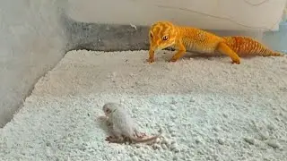 [LIVE FEEDING !!!] Giant Leopard Gecko Eats Cute Mice Baby Pinkies Pinkbull African Fur Rat Mouse 🐁