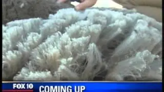 David Fagan shears on US TV for Just Shorn