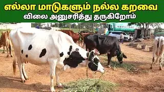 தரமான மாடுகள்//அதிக கறவை தரும்//HF மாடுகள்//ஜெர்சி மாடுகள்//vangeamma dairy farm.