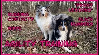 [Agility] Training am 25.12.2017 - Privat Lessons - Black Numbers - Running Contacts - Wippe