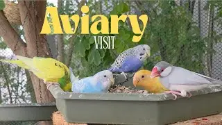 Beautiful Budgies & Finch Aviary Tour | Relaxing Bird Experience