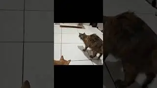 FUNNY KITTENS : Playing With A Black Rat Toy  #cat #kitten #catlover #funnycats #cutecat #funny