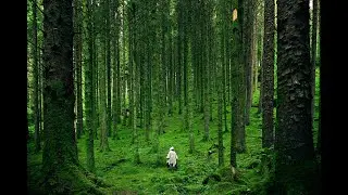 Nature Sounds For Sleeping | Calming Bird Sounds | Relieve Insomnia | Background Ambience