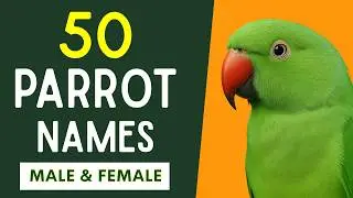 Parrot Names Male & Female | 50+ Amazing Parrot Names in English 🦜