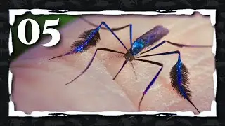 05. Hablemos del asombroso orden de los d&iacute;pteros (Moscas y mosquitos)