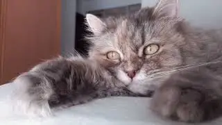 Our cute cat | #Cutestcat | #catlover |#Egyptiancat | #BuhayOFW