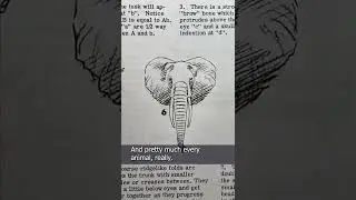How to Draw Animals