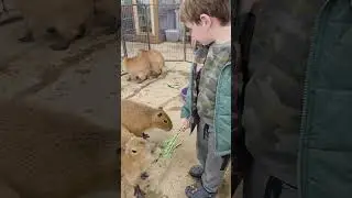 Подросток капибары