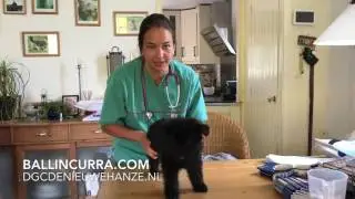 oudduitse herder puppy's