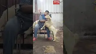 7770020783 Chote Miya Goat Farm. #msqvlogs #viralshortsvideo #viral #virel#goatsfarm
