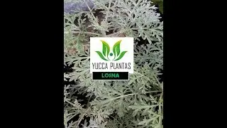 LOSNA OU ABSINTO