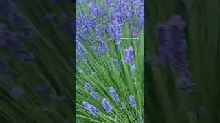 Lavender field proposal