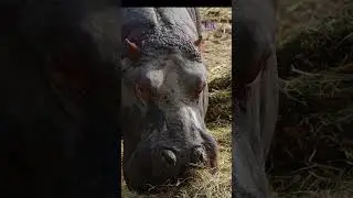 Hippo Sovereign in Motion #hippodrop #animalstv #cadenceproof #wildwonderrhythm #mariasampaguitadrop