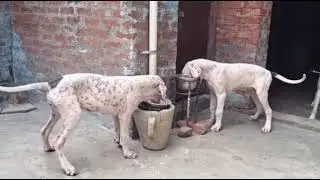 Bully Kutta of Pakistan &ndash; The Pride of Desi Breeds 🇵🇰