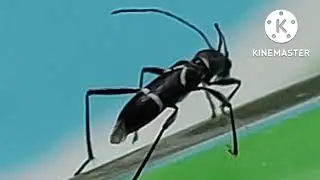 FIGURATUS BEETLE