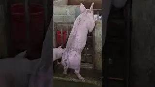 never get tired #pigindustry #animals #pigfeed #pigbreeding #farming101 #hogger #pig #pigfarming