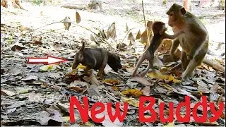 OMG! Baby Alba Surprise Run Scared Little Baby Dog. What Going On When Little Alba Met Bay Dog?