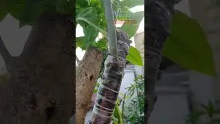 MY MANGO TOP WORKING UPDATE