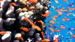 Snorkeling Marsa Alam. Red Sea. Egypt. Mangrove Bay Resort. Part 1. October 2021