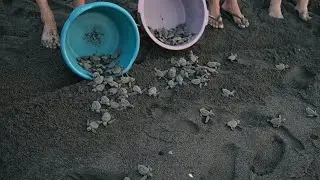 Speedy sea turtle hatchlings shuffle into sea in Sipacate, Guatemala | AFP