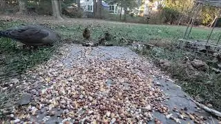 Mourning Doves | Feeding on the Ground #3