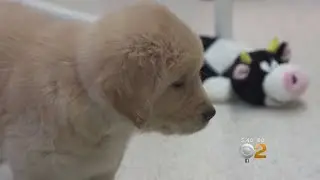 Study Suggests Puppies More Successful When Given Tough Love