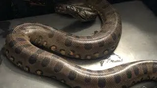 Green Anaconda Bonus Clip