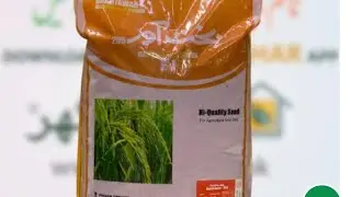 Bakhtawar Hybrid Rice Seed | Fine Supri with fragrance hybrid rice seed | Kissan Ghar | Greenlet
