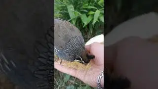 California quail feeding on my hand! #2